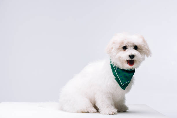 Cute havanese dog in green neckerchief on white surface isolated on grey