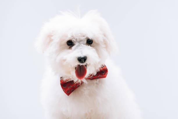 istock Havanese dog with red bow tie sticking out tongue isolated on grey 1212006500