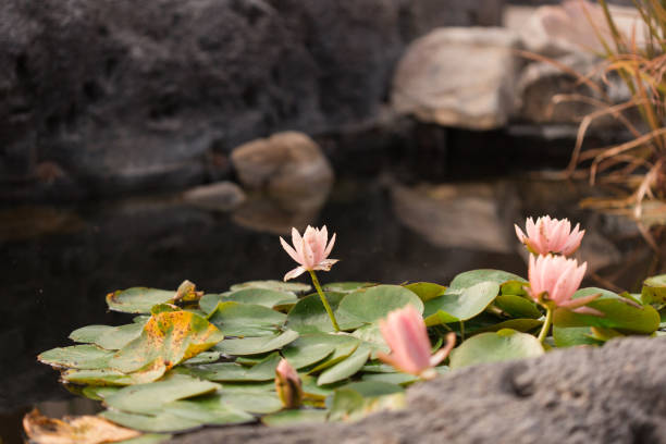 istock Pink Waterlily & Lily Pads 1212008288