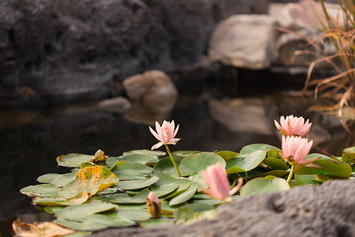 Pink Water Lily and lily pads in a pond.