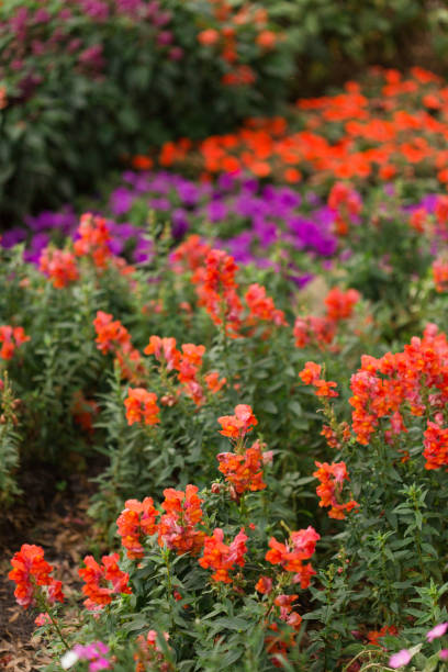 istock Purple Flowers in a Garden 1212008625