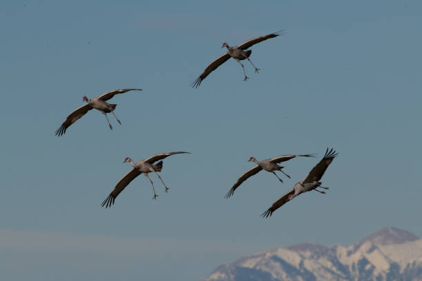 istock Sandhill Cranes in flight on migration north as they pass through beautiful Colorado 1212008963