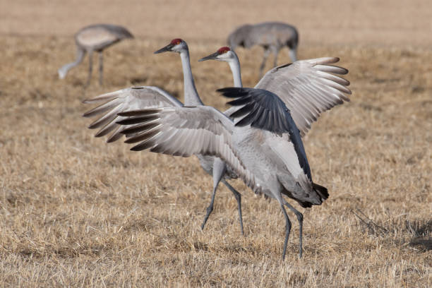 istock Sandhill Cranes dancing on migration north as they pass through beautiful Colorado 1212009401