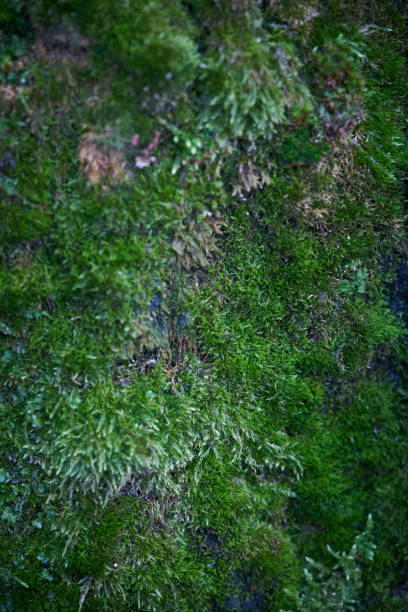 istock Moss green texture. Moss background. Green moss on grunge texture, background. Long web banner 1212010089