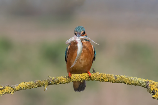 kingfisher with two fish