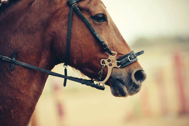 istock The muzzle is sports red stallion in the bridle. 1212010202