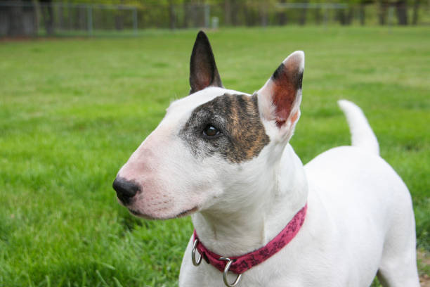 istock Close up of a white bull terrier 1212010340