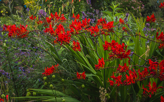 Beauty nature. Crocosmia little bright red flowers on branch in Great Dixter, Creating gardens, close-up.