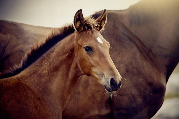 istock Portrait of a red foal sporting breed with a mare. 1212010588