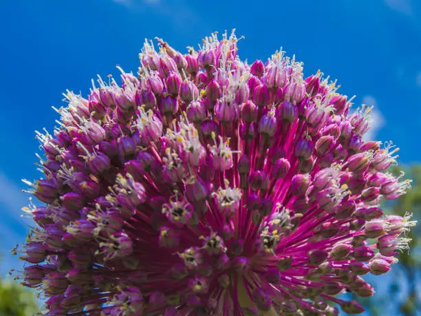 Close-up Allium pink flower on a blue sky background.