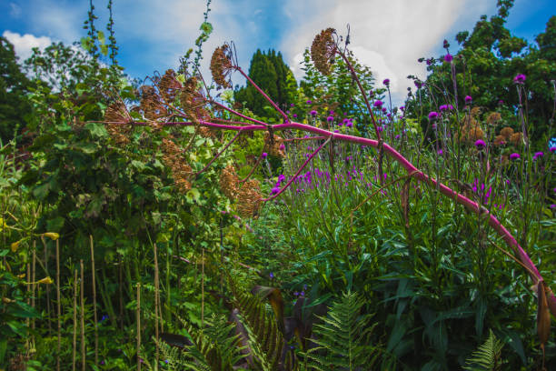 istock Summer garden with different bizarre flowers and plants in Great Dixter. 1212010614