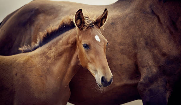 istock Portrait of a red foal sporting breed with a mare. 1212011251
