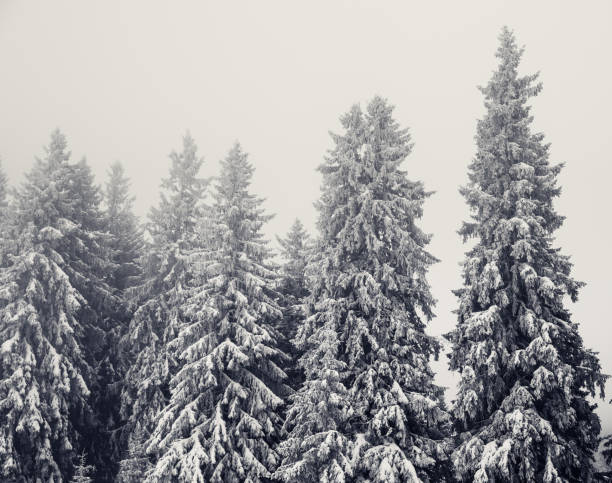 istock Frozen snow-covered fir forest after snowfall and gray sky 1212011644