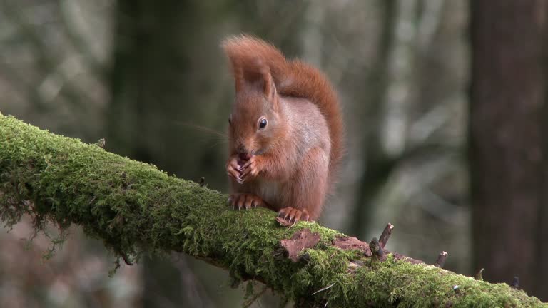 Red squirrel sitting on a branch covered in moss eating a hazelnut in Scottish woodland