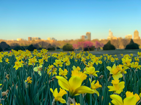 Field of yellow daffodils in Raleigh's Dix Park in North Carolina