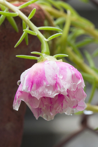 Vadodara, Gujarat / India - July 10, 2012 : During the monsoon, a pink carnation flower soaked in rainwater in the garden.