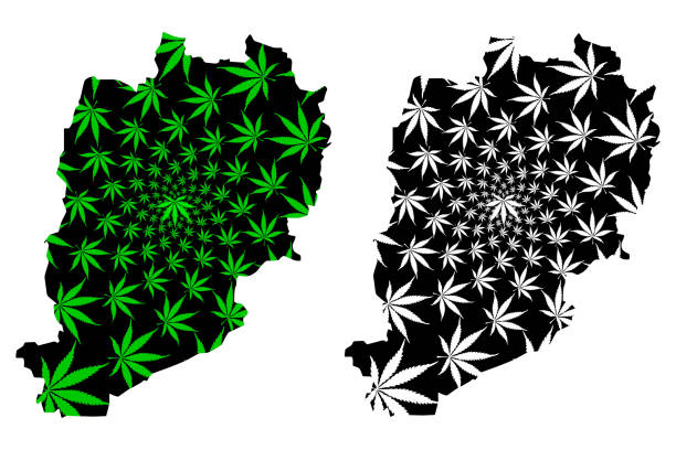 Beni Mellal-Khenifra Region map Beni Mellal-Khenifra Region (Kingdom of Morocco, Regions of Morocco) map is designed cannabis leaf green and black, Beni Mellal Khenifra map made of marijuana (marihuana,THC) foliage khenifra stock illustrations
