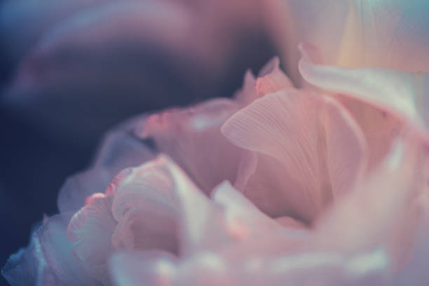 Peonies macro
