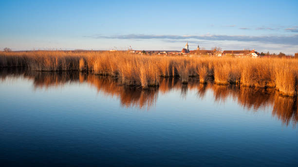 Cтоковое фото Рид пояс возле деревни Раст в Neusiedlersee