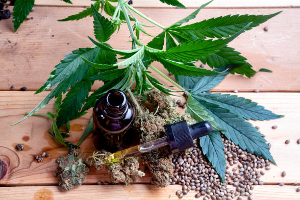 Looking Down On A Hemp Plant With Dried Hemp Buds, Hemp Seeds And CBD Oil A down shot of a Hemp plant, dried Hemp buds, seeds and a bottle of CBD oil medical marijuana doctor stock pictures, royalty-free photos & images