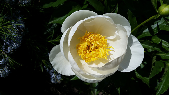 Single petal white peony with yellow stamens
