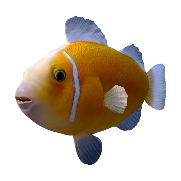 istock 3D illustration yellow clownfish on white 1212015781
