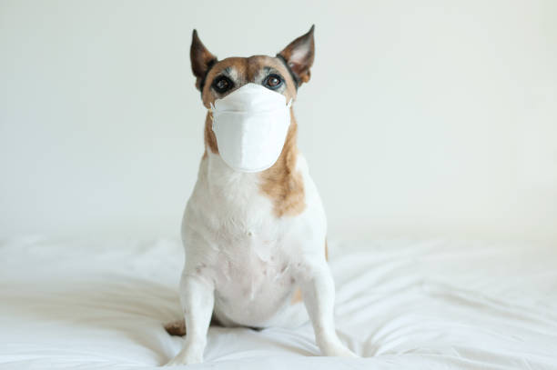 Dog wearing a mask