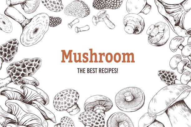 버섯 스케치 배경입니다. 표고버섯 샴피뇽 트러플과 굴 버섯을 곁들인 유기농 식품 스케치. 벡터 낙서 세트 - 잎새버섯 stock illustrations