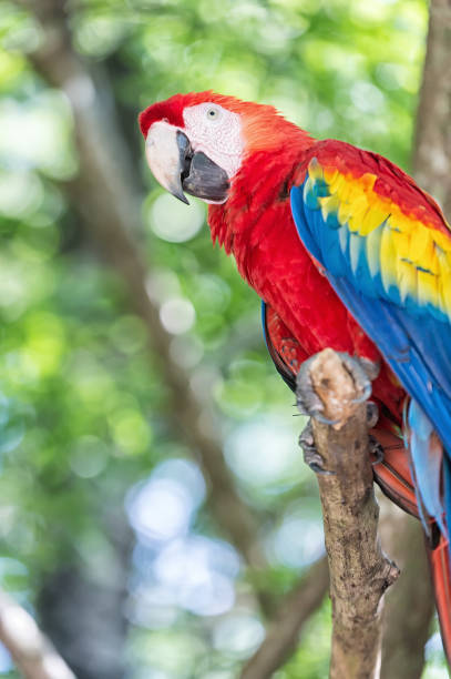 istock red, blue, yellow ara parrot outdoor 1212017227