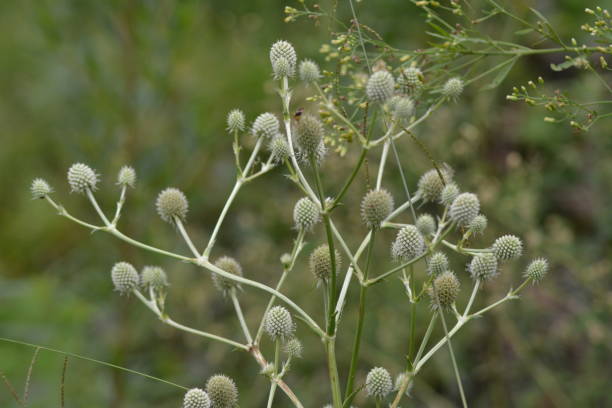 istock Beautiful wild flowers 1212018109