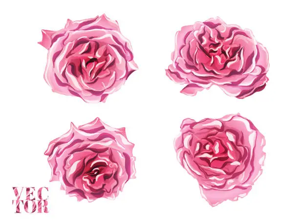 Vector illustration of Vector Rose Background.