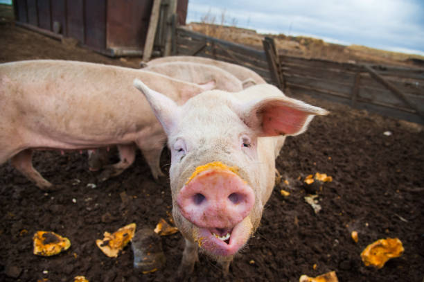 istock Domestic pigs on a farm 1212021667