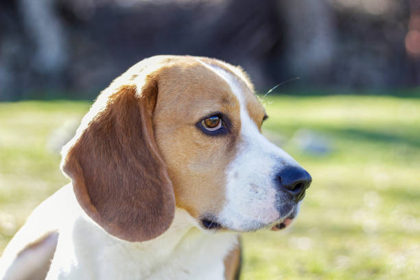 istock Portrait of a young Beagle lying on the grass 1212022705