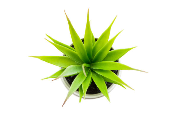 istock Indoor small green plant isolated on white 1212023034