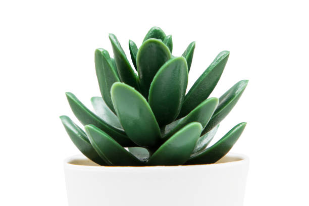 istock Indoor small green plant isolated on white 1212023624