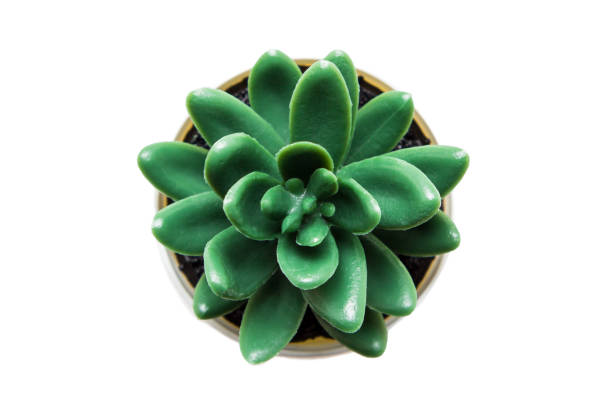 istock Indoor small green plant isolated on white 1212023767