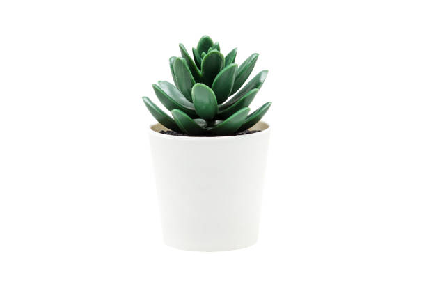 istock Indoor small green plant isolated on white 1212023808