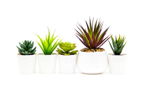 istock Indoor small green plant isolated on white 1212023846