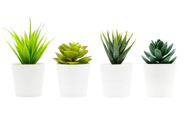 istock Indoor small green plant isolated on white 1212023914
