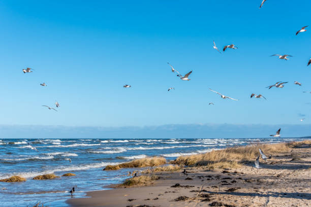 istock Birds over a Baltic Sea Beach on a Sunny Day 1212024168