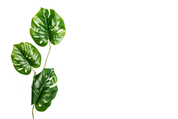 istock Large green plant leaves isolated on a white background 1212024330