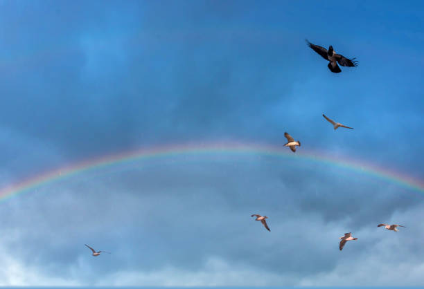 istock Birds over a Baltic Sea Beach on a Sunny Day with Rainbow 1212025613