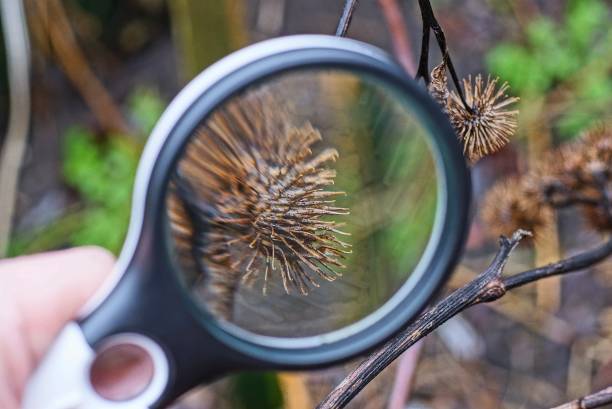istock black magnifier in hand increases dry brown bud 1212025716