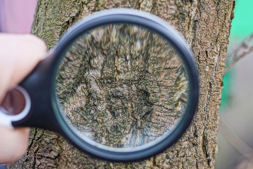 black magnifier in hand increases brown bark on a tree in a forest
