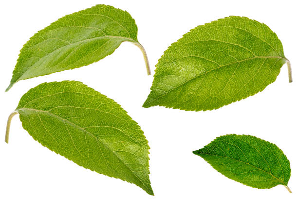 istock set of apple leaves isolated on white 1212025855