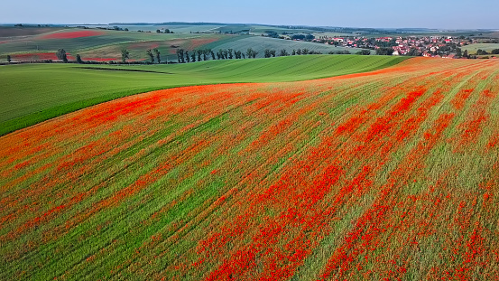 Red poppies on green grass hills, Moravia