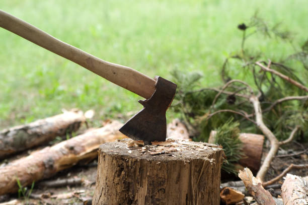 istock Ax in stump on clearing in pine wood 1212026216
