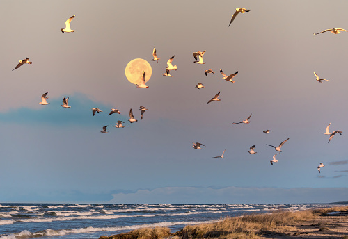 Birds and Moon over a Baltic Sea Beach at Sunrise