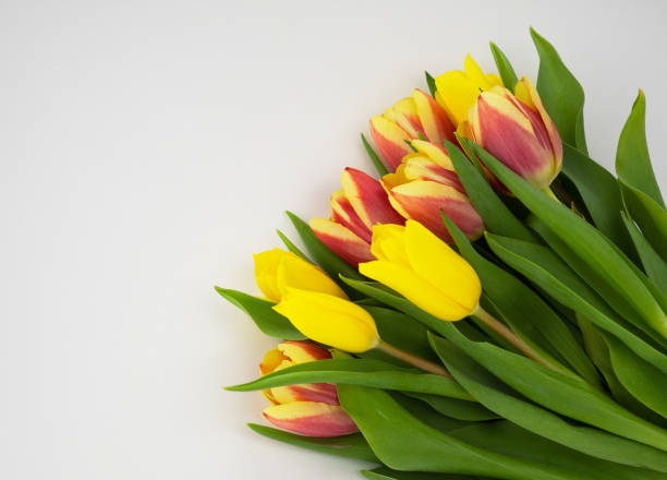 istock bouquet of tulips on a white background 1212027110