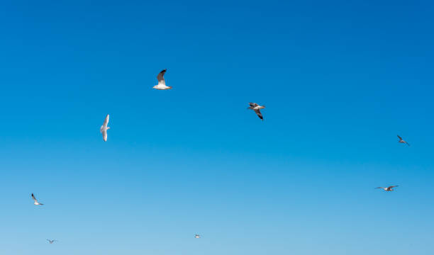 istock Birds over a Baltic Sea Beach on a Sunny Day 1212027304
